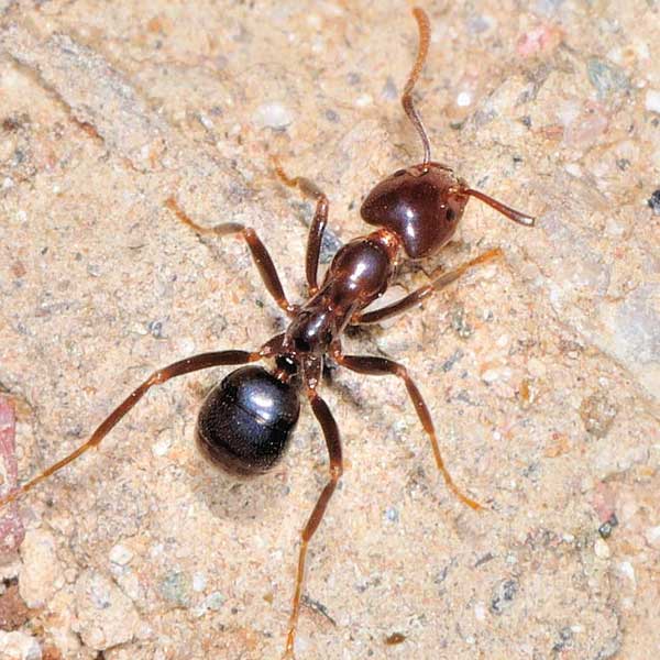 Ant Pest Control