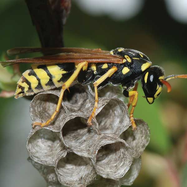 Wasps Pest Control