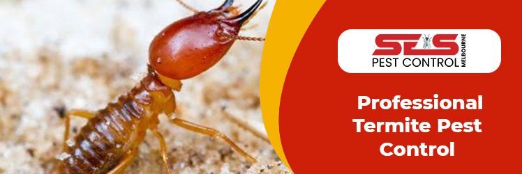 Tips to Get Rid of Termite from your Home