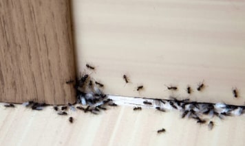 ant pest control ballarat