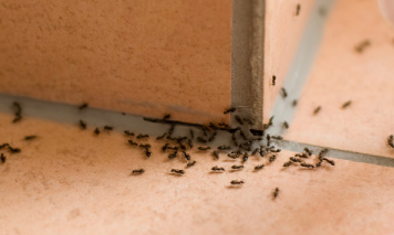 ant pest control brighton
