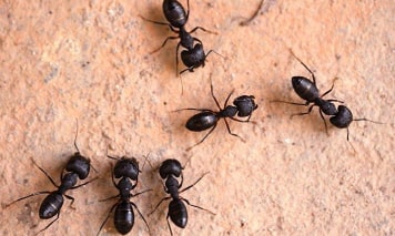 ant pest control bundoora