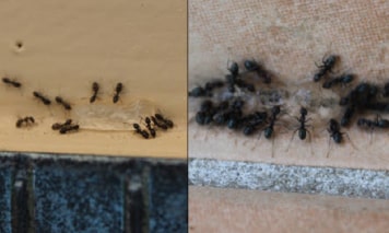 ant pest control toorak