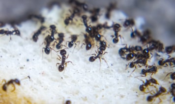 ant pest control western suburbs melbourne