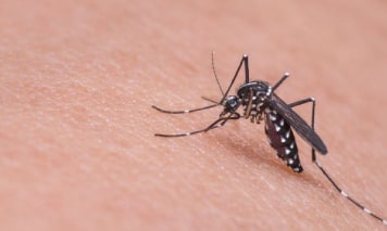 mosquito control bundoora