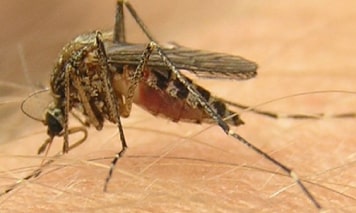 mosquito control craigieburn