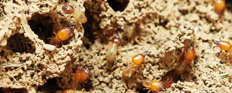 termite control melborne