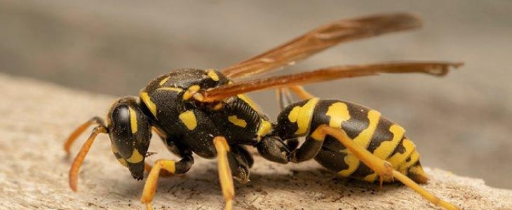 wasp removal melbourne