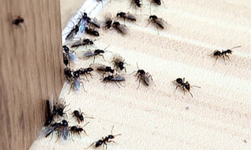 ant pest control geelong